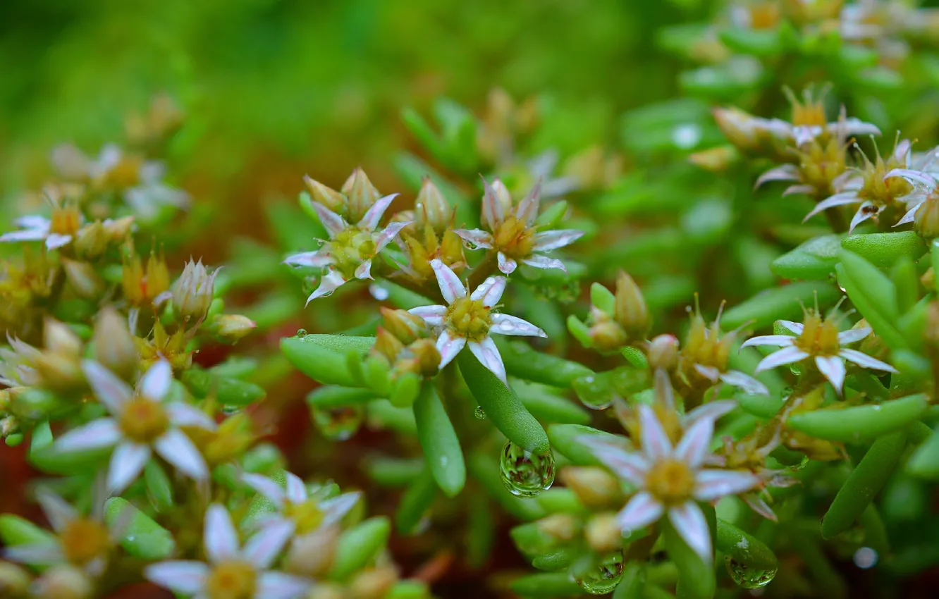 Фото обои Весна, Цветочки, Flowers, Spring, Rain drops, Капли дождя