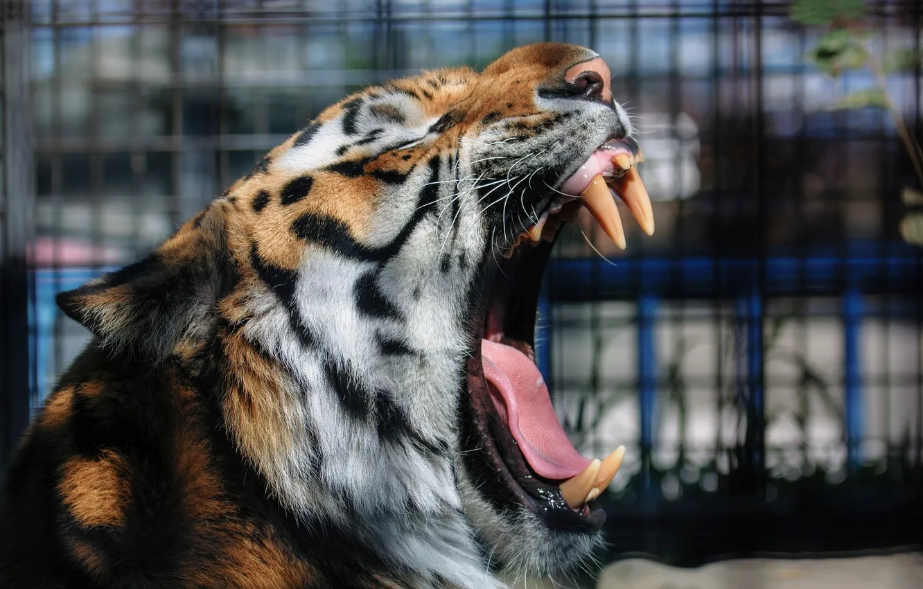Фото обои язык, морда, тигр, хищник, пасть, клыки, мех, дикая кошка