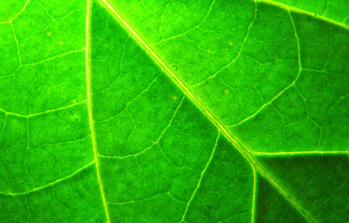 Фото обои макро, лист, растение, зелёный, прожилки