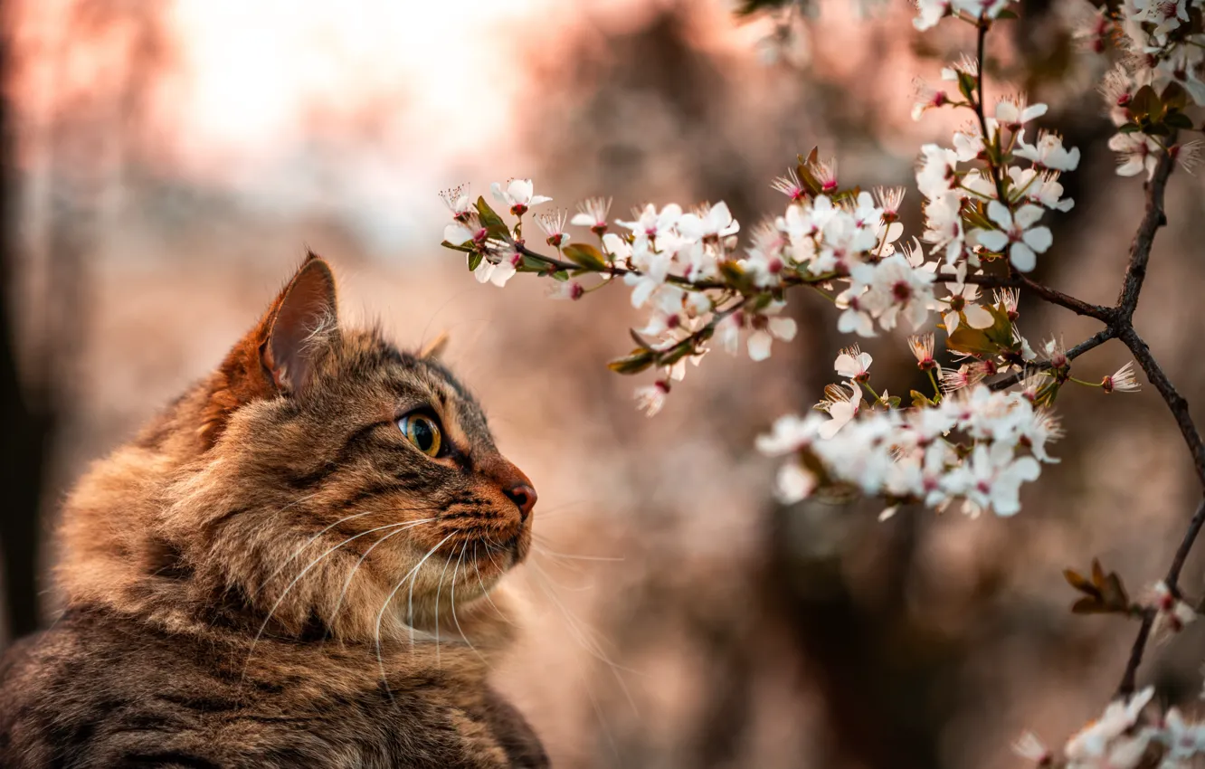 Фото обои кошка, кот, взгляд, морда, цветы, ветка, весна