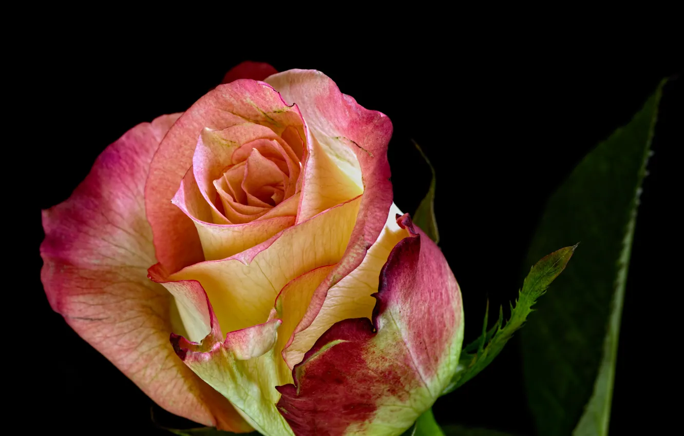 Фото обои роза, бутон, красавица