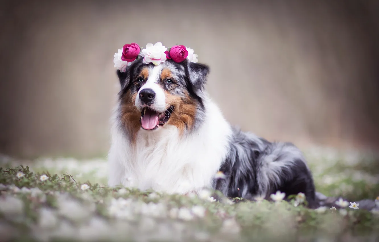 Фото обои цветы, собака, венок, боке, Австралийская овчарка, Аусси