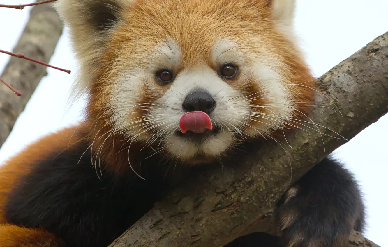 Фото обои язык, морда, ветка, красная панда, firefox, малая панда