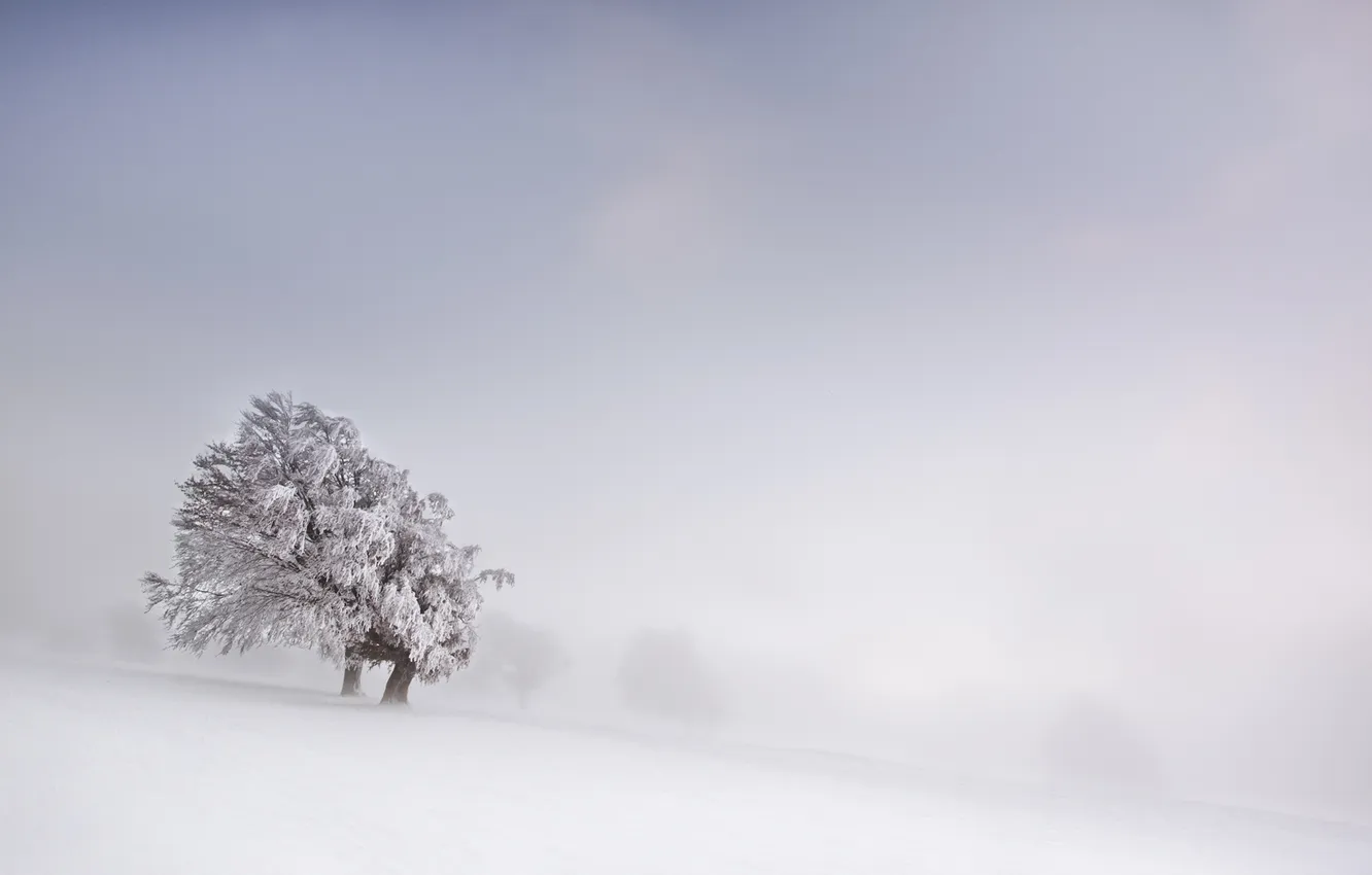 Фото обои зима, поле, снег, туман, дерево