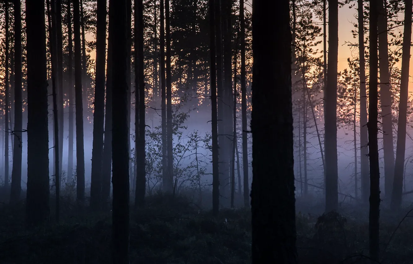 Фото обои лес, ночь, туман