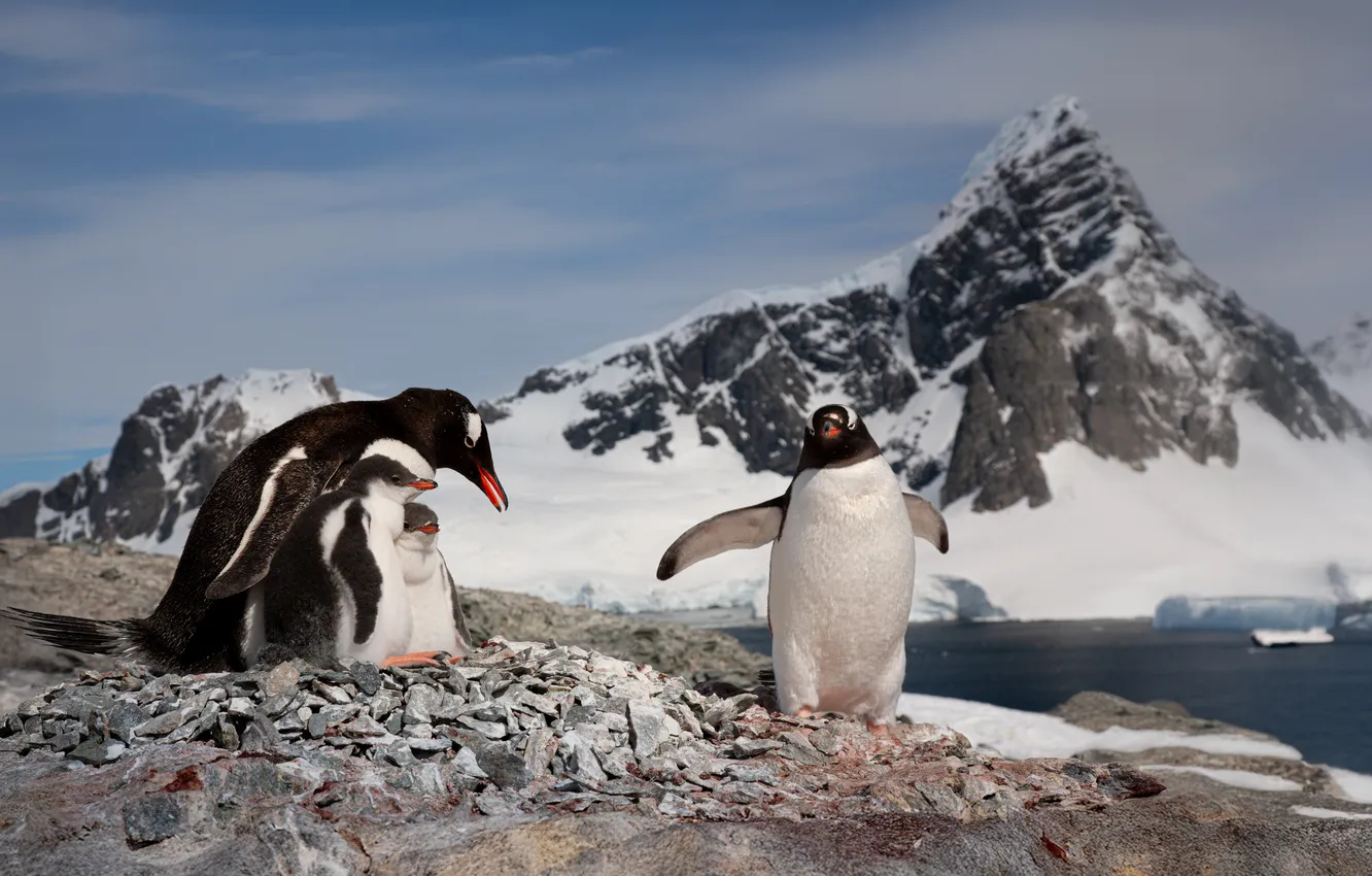 Фото обои three, cold, penguins