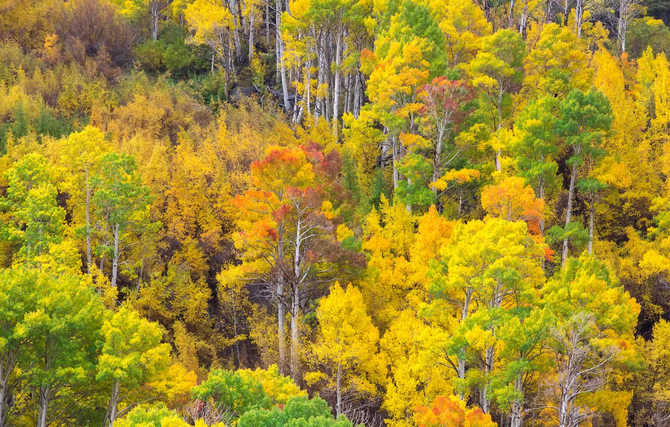Фото обои осень, лес, листья, деревья, краски, склон, роща, осина