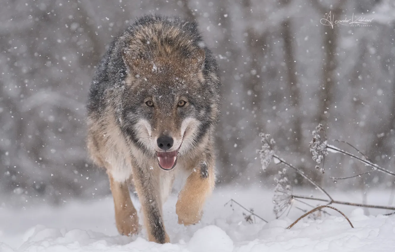 Фото обои зима, снег, волк, хищник, санитар леса, Александр Кукринов