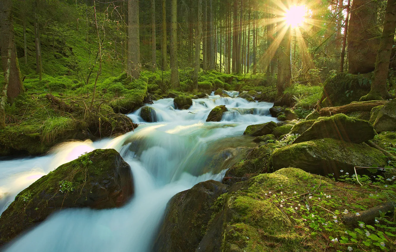 Фото обои лес, солнце, лучи, природа, река, камни, мох, поток