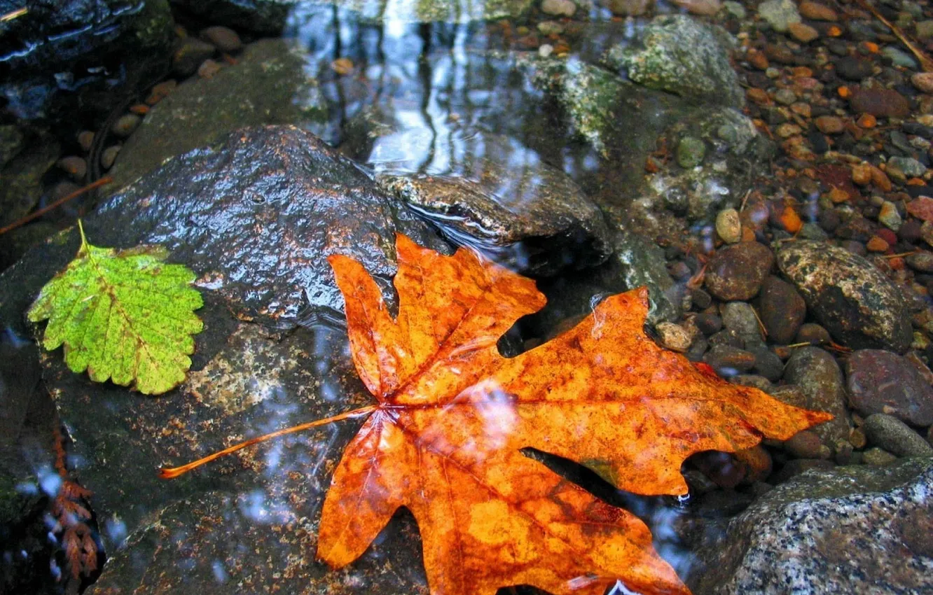 Фото обои осень, листья, вода, камни, дно