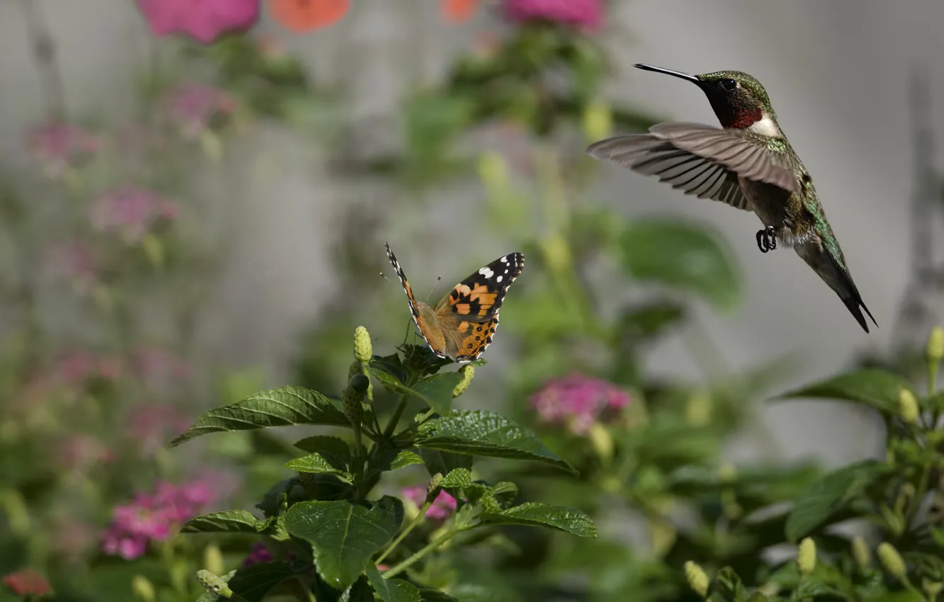 Фото обои цветы, птица, бабочка, колибри, насекомое, солнечно