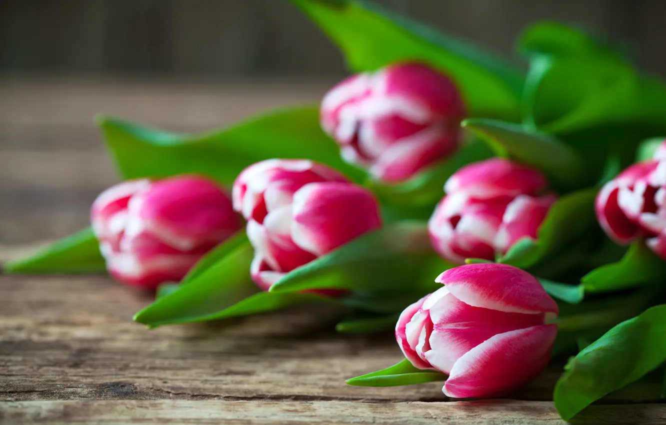 Фото обои цветы, доски, весна, тюльпаны