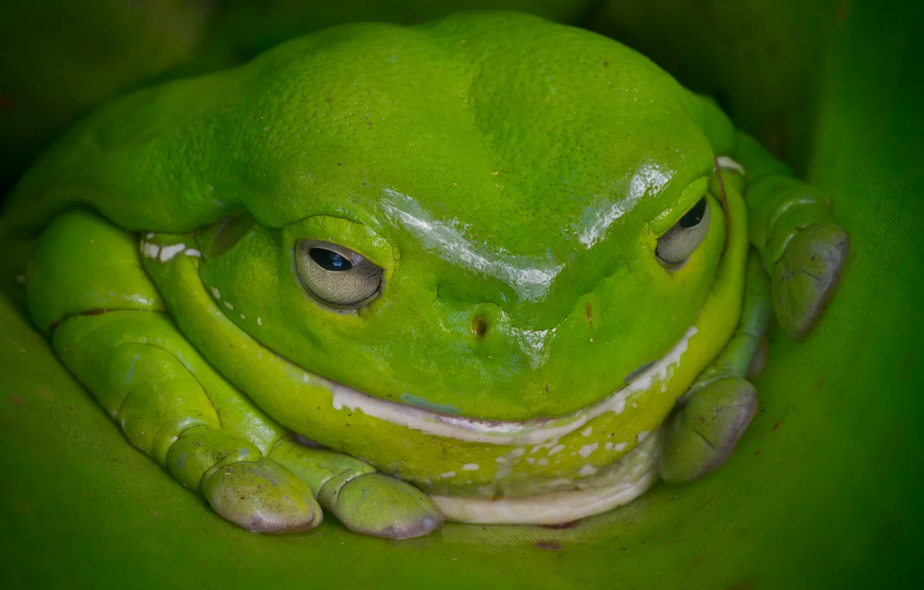 Фото обои лягушка, Австралия, зелёная