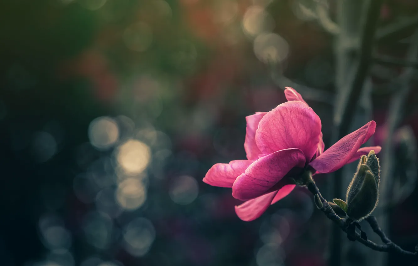 Фото обои боке, магнолия, one magnolia