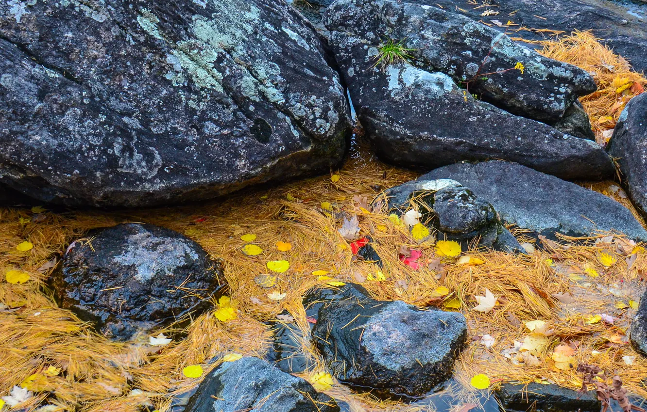 Фото обои осень, листья, вода, ручей, камни