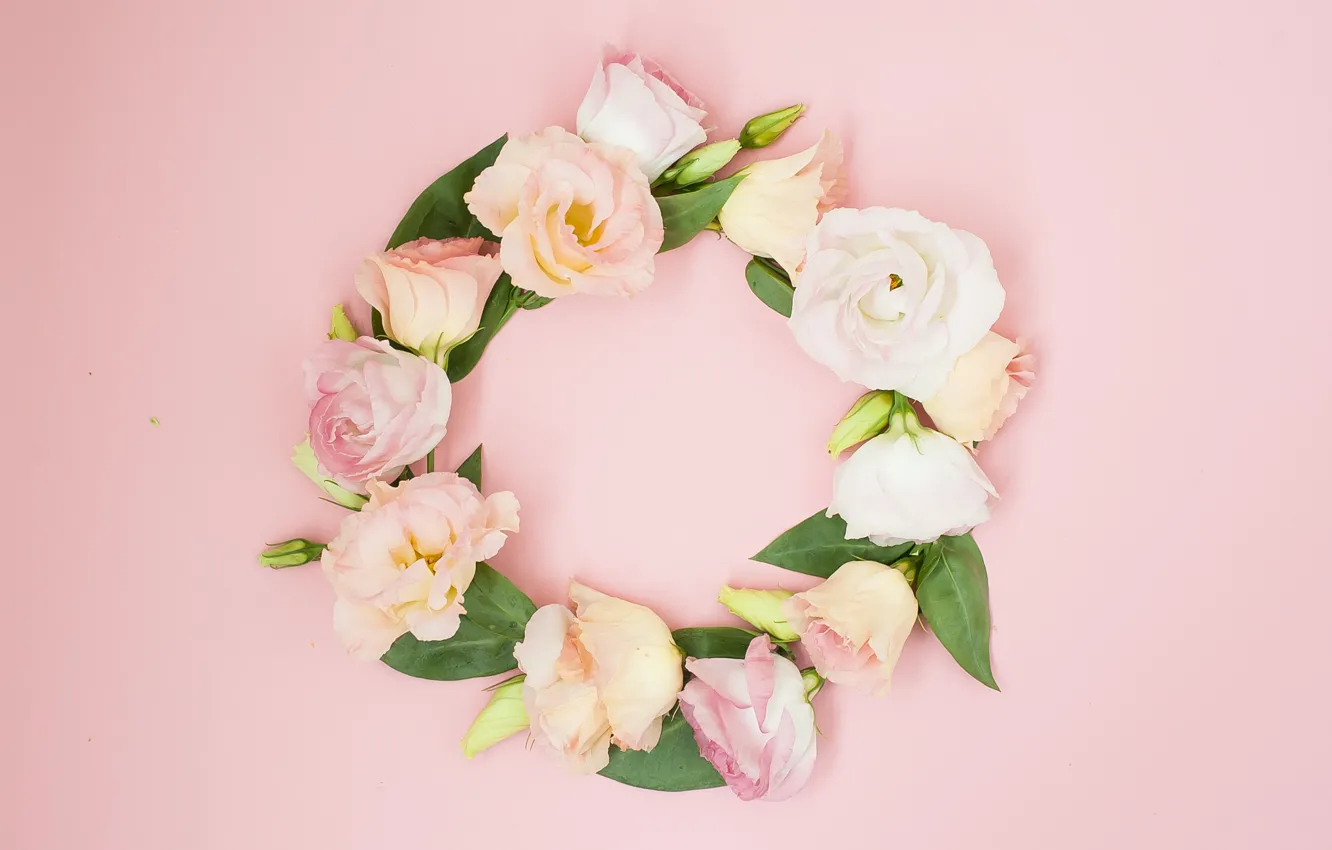 Фото обои цветы, фон, розовые, pink, flowers, эустома, eustoma