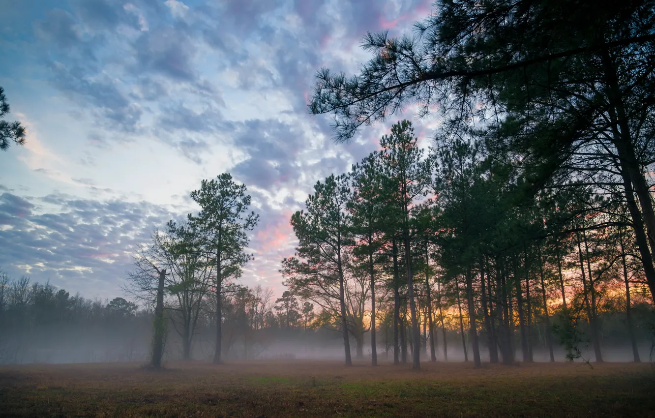 Фото обои лес, пейзаж, закат, туман