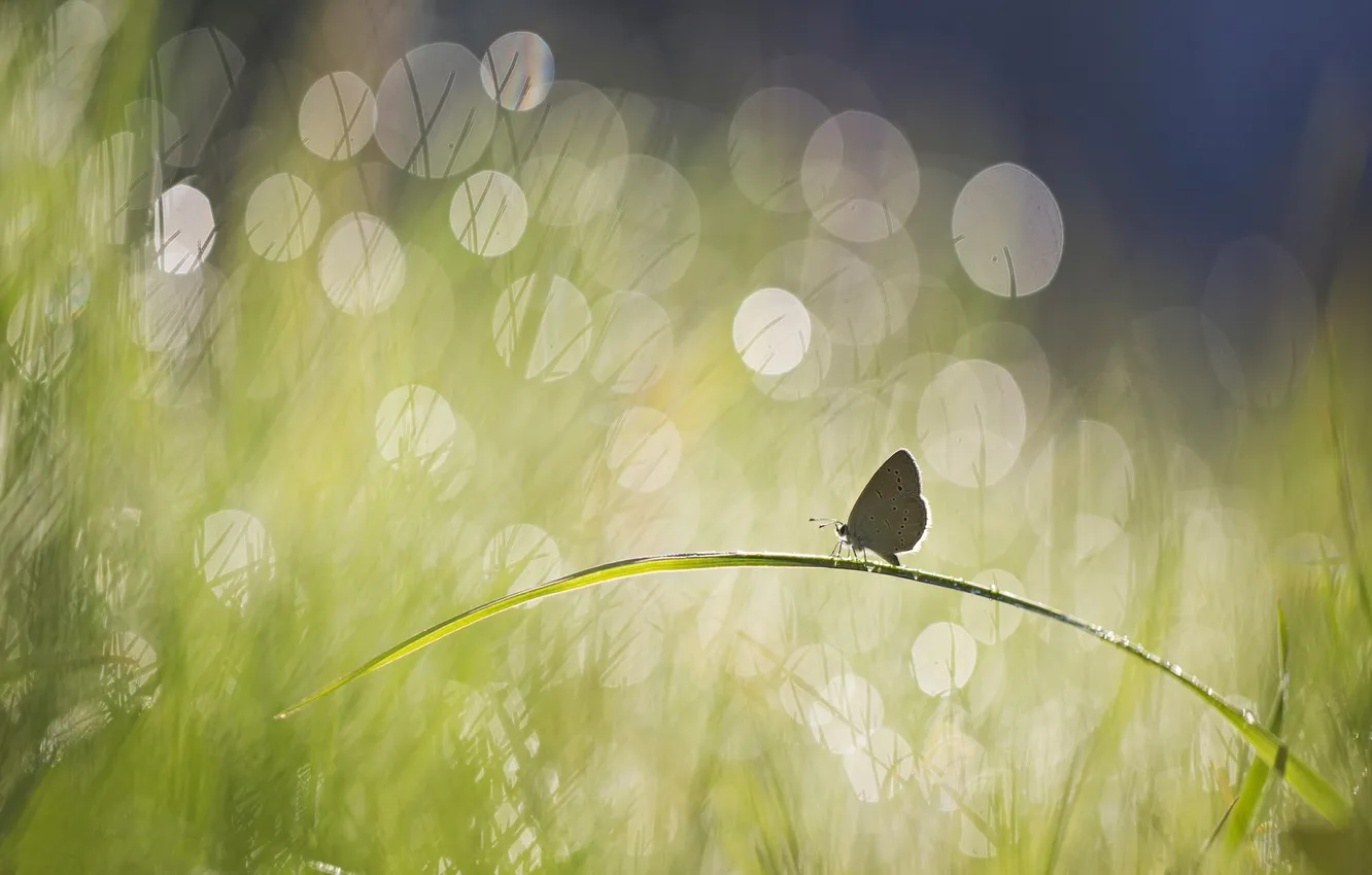 Фото обои лето, трава, блики, бабочка, травинка