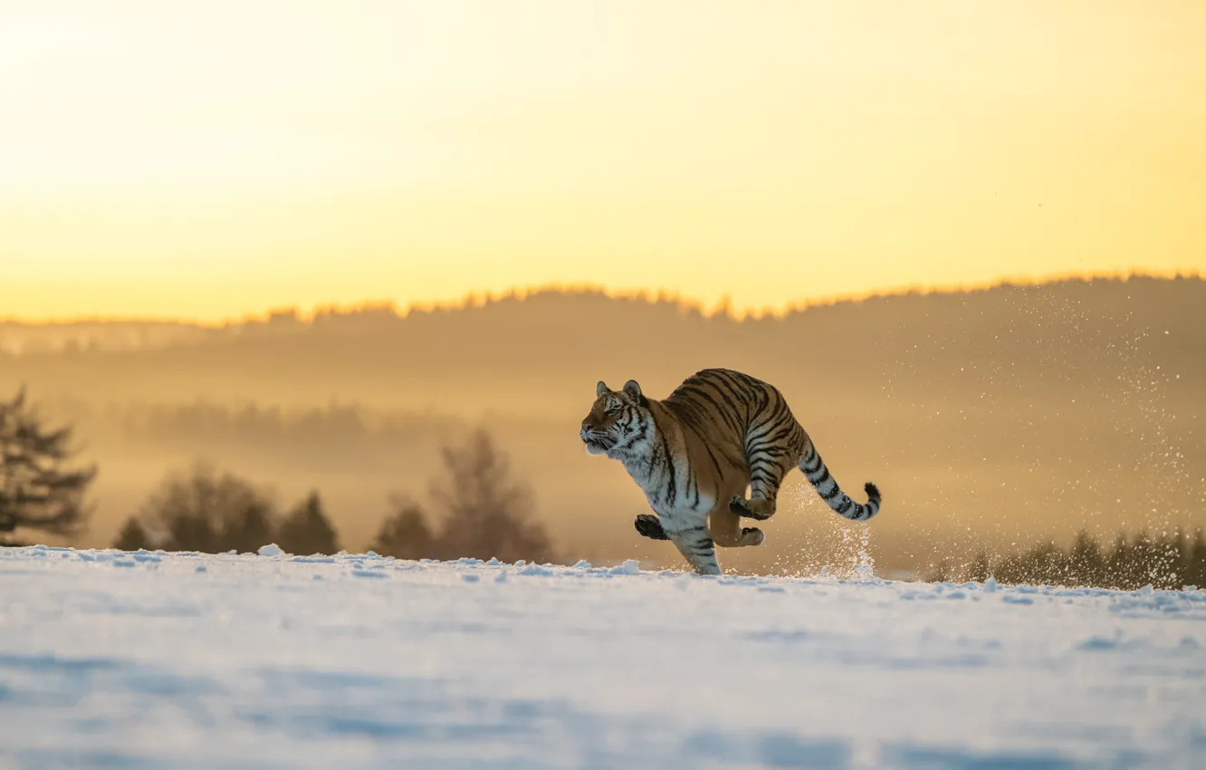 Фото обои зима, поле, лес, кошка, свет, снег, природа, тигр