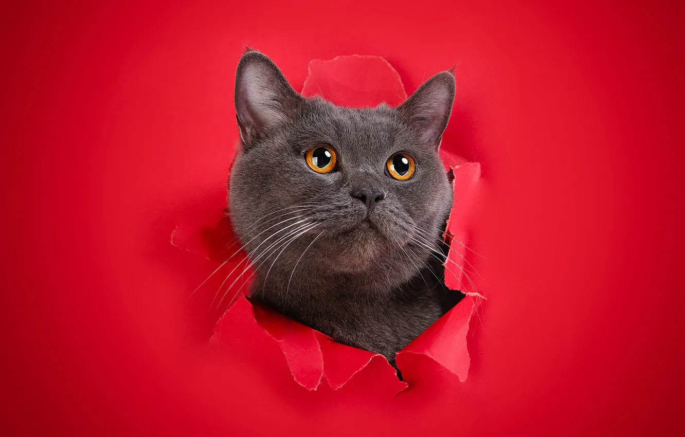 Фото обои кошка, кот, взгляд, поза, мордашка