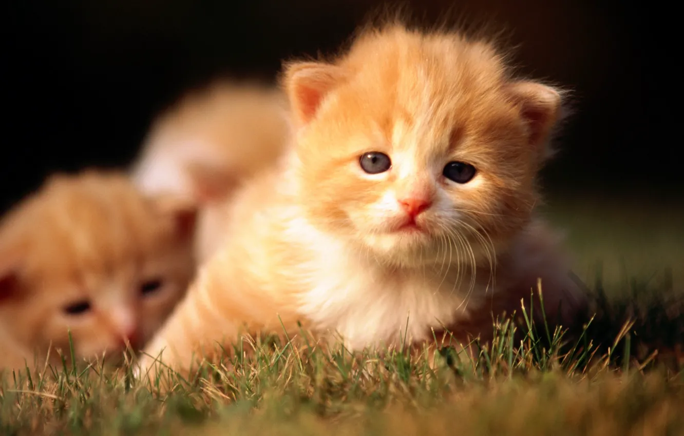 Фото обои кошка, трава, кот, котенок, рыжий, котята