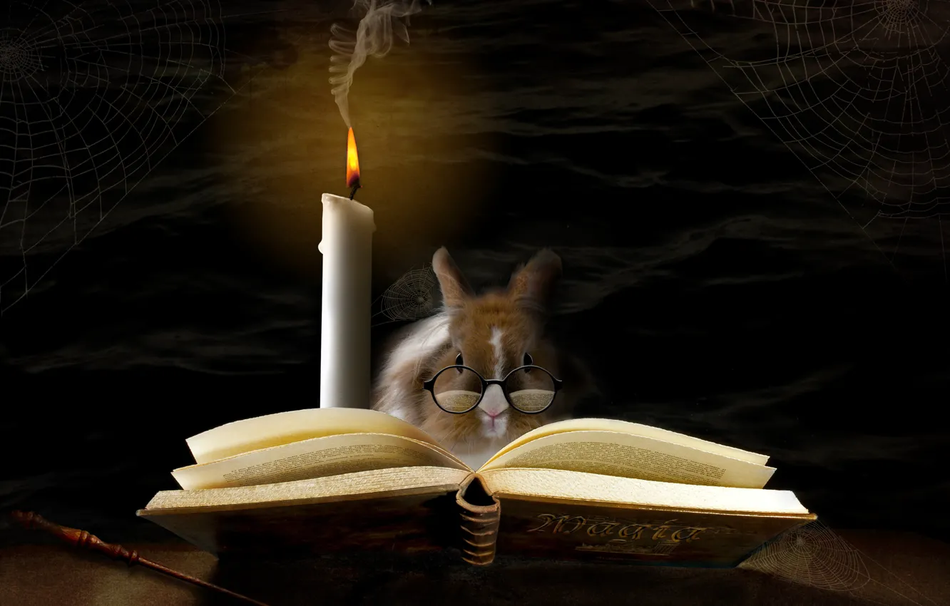 Фото обои волшебство, свеча, паутина, кролик, очки, книга, magic, rabbit