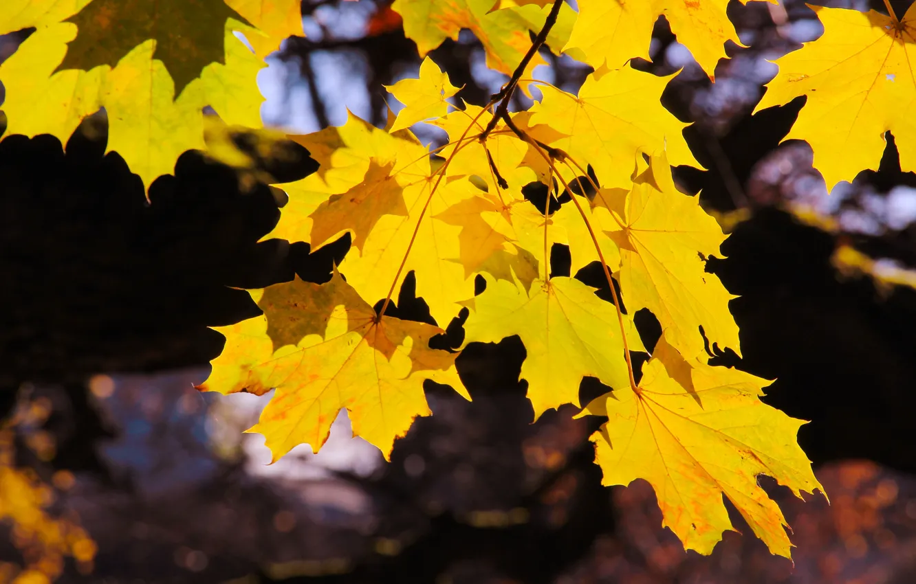 Фото обои forest, yellow, park, autumn, tree, leaf, fall, twig