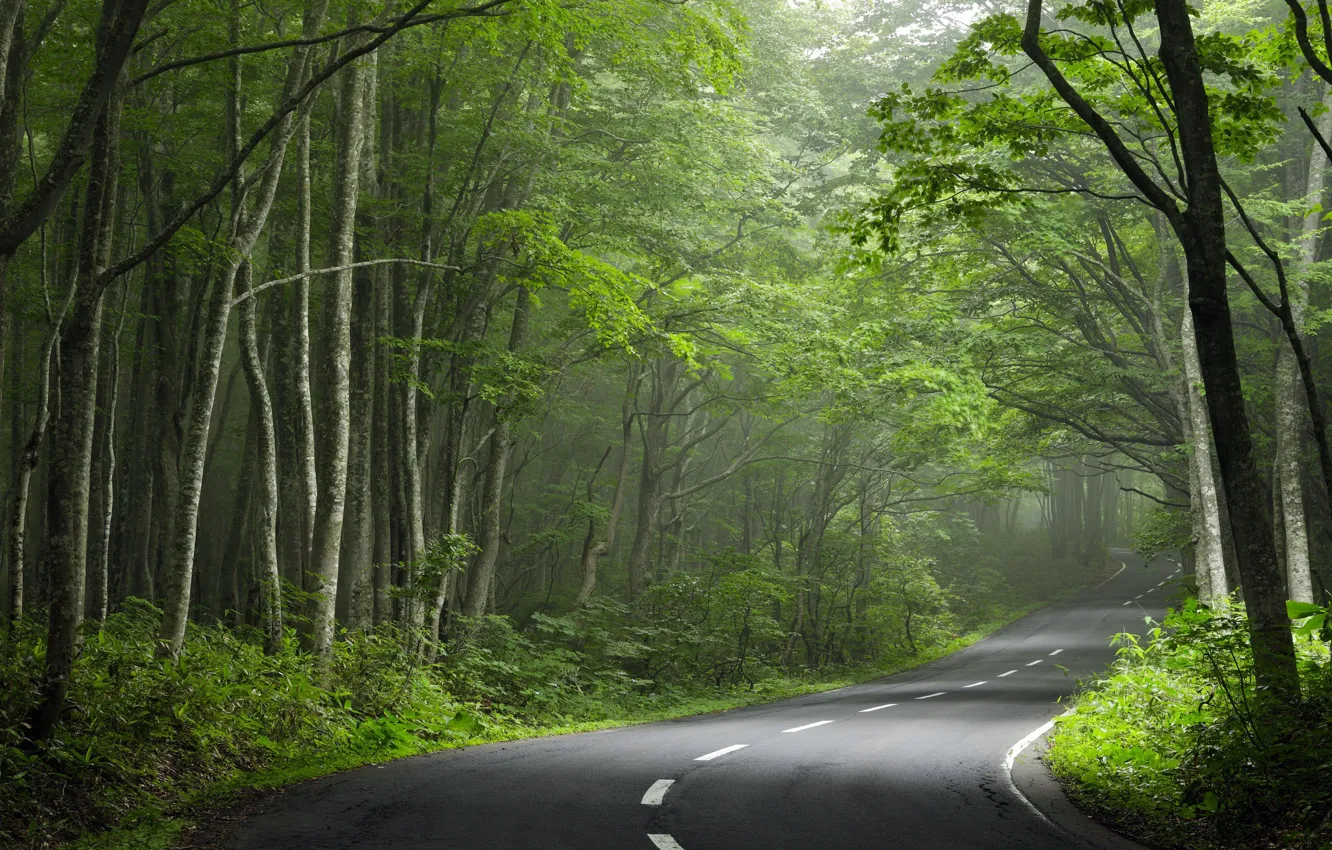 Фото обои дорога, лес, поворот