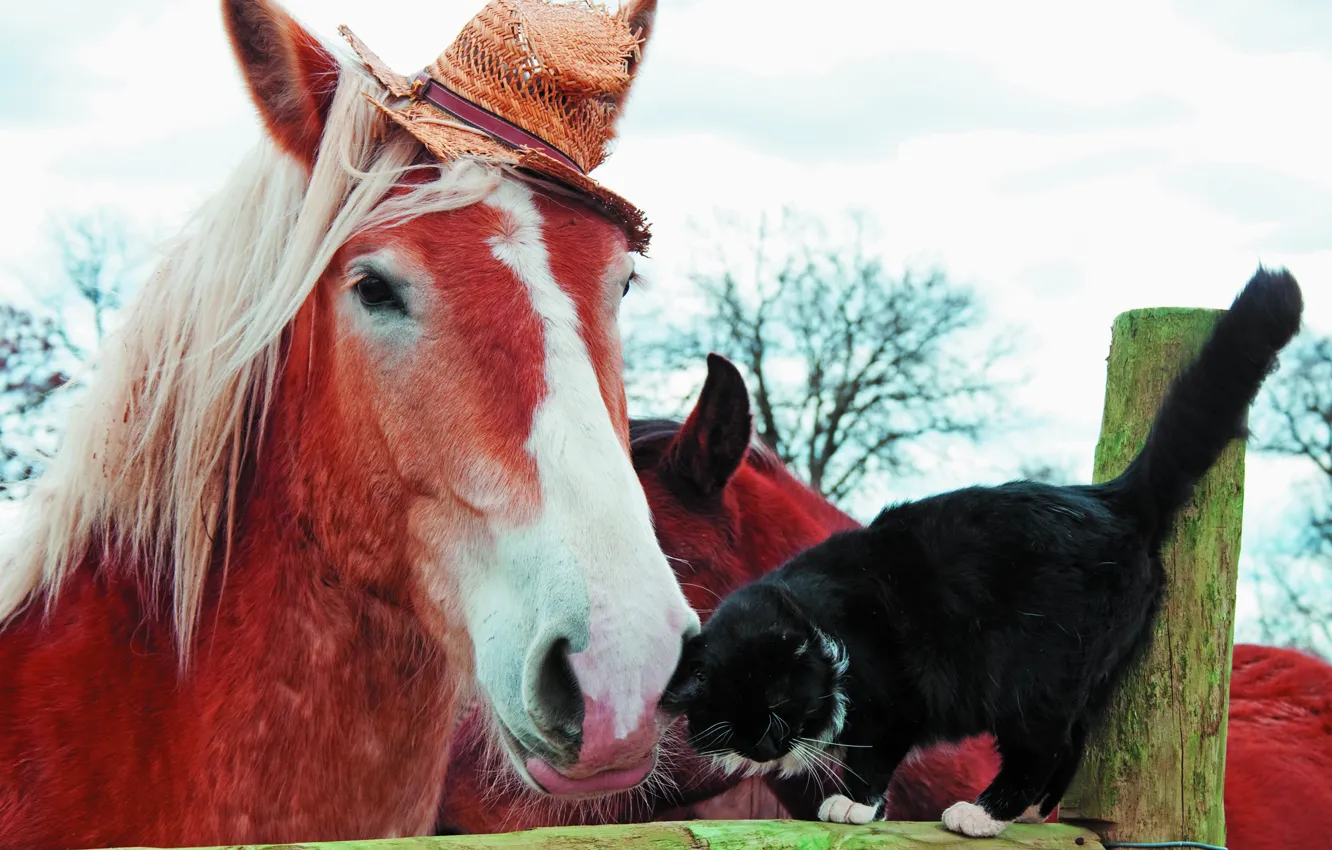 Фото обои животные, кот, конь, черный, лошадь, ограждение, дружба, пара