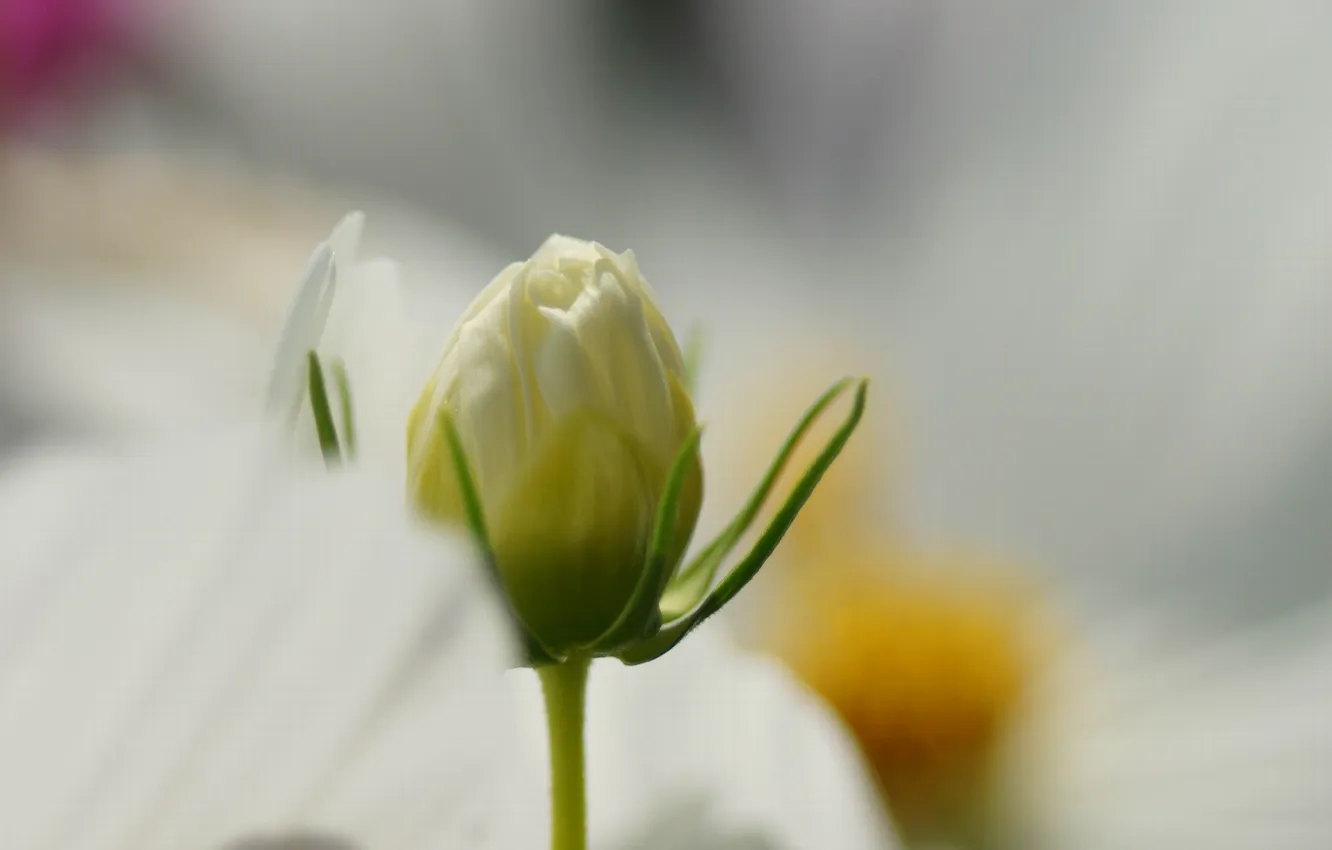 Фото обои белый, цветок, макро, бутон, космея