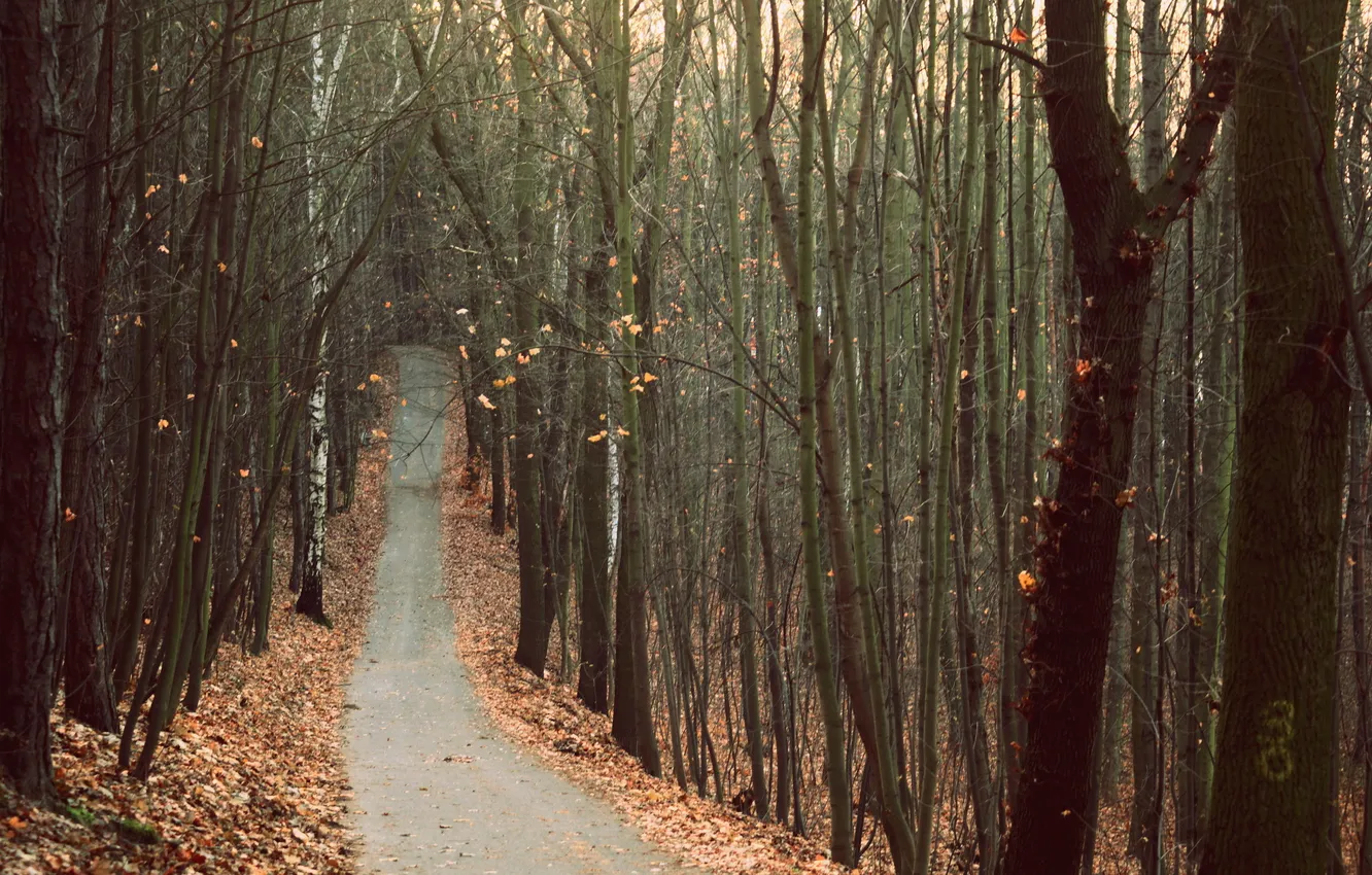 Фото обои дорога, осень, лес, пейзаж