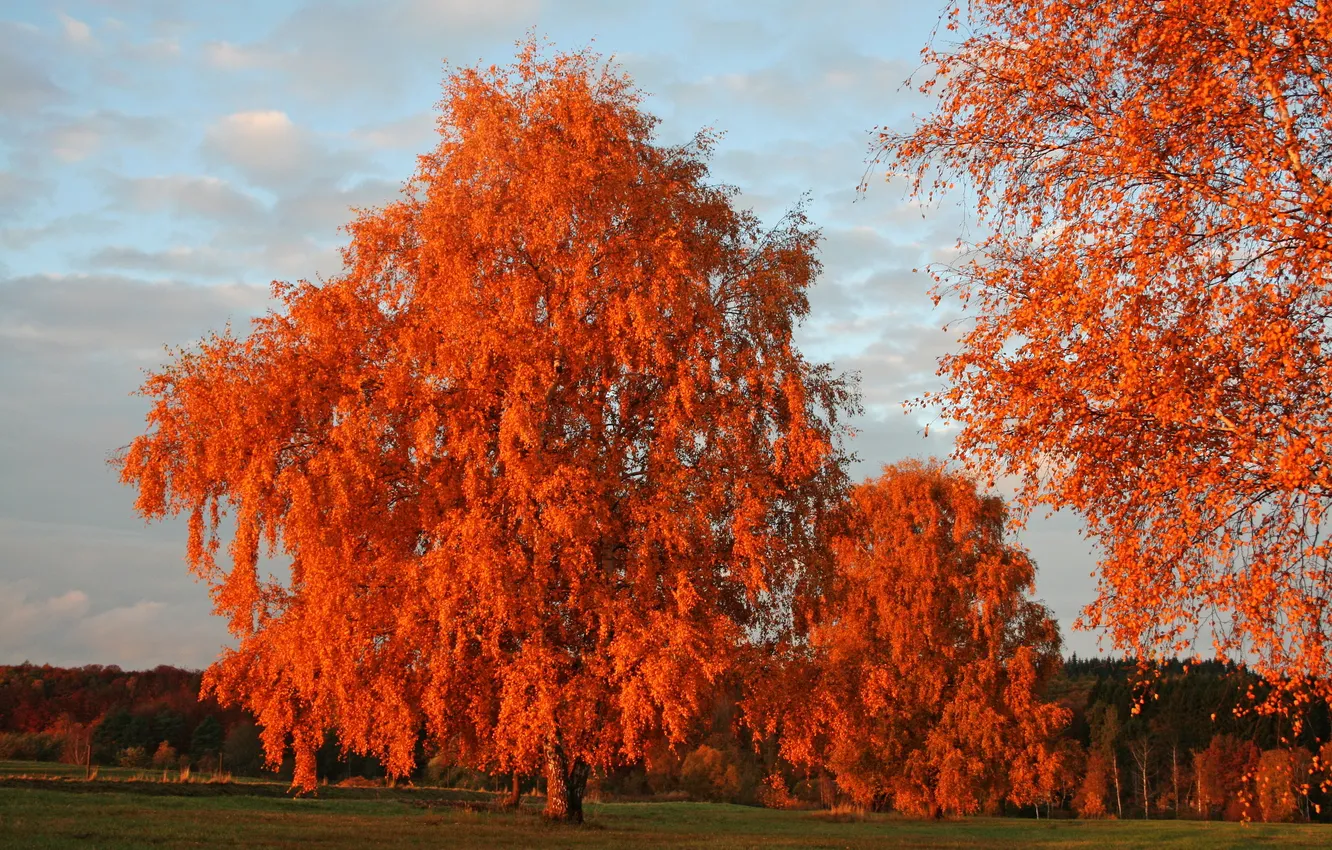 Фото обои осень, небо, деревья, природа, фото