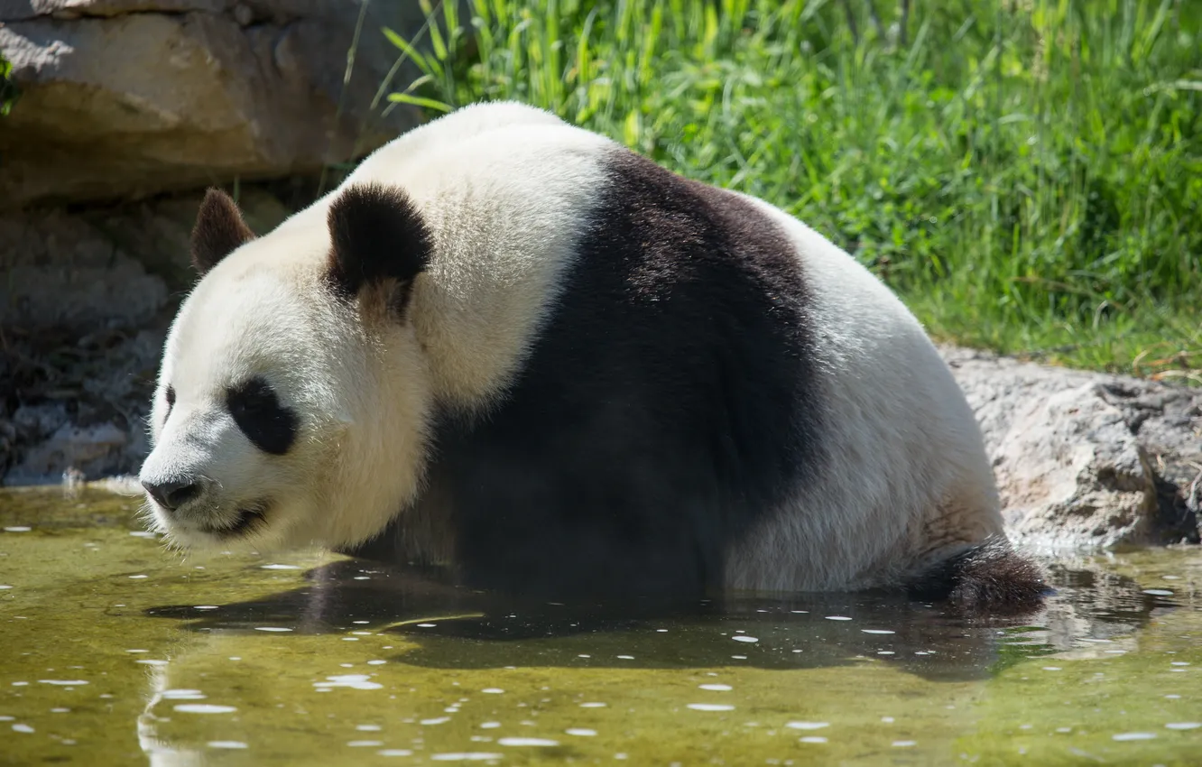 Фото обои медведь, купание, панда, водоём