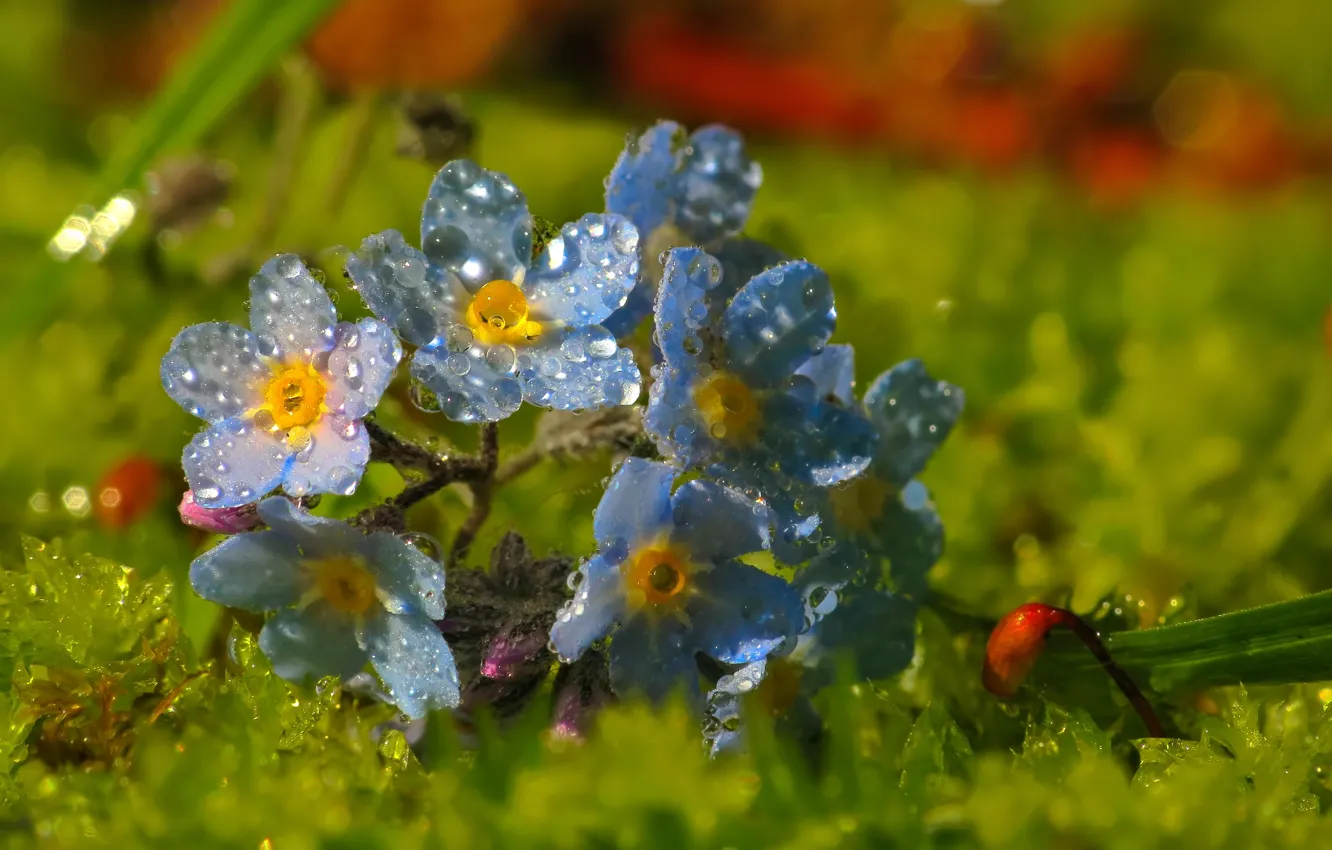 Фото обои капли, макро, голубые, Цветочки, blue, flowers, macro, незабудки
