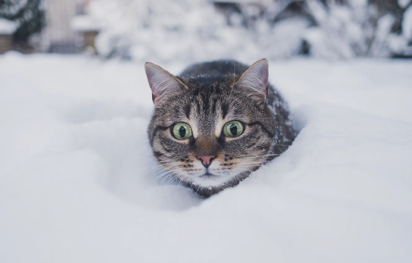 Фото обои холод, зима, кошка, кот, взгляд, снег, природа, серый