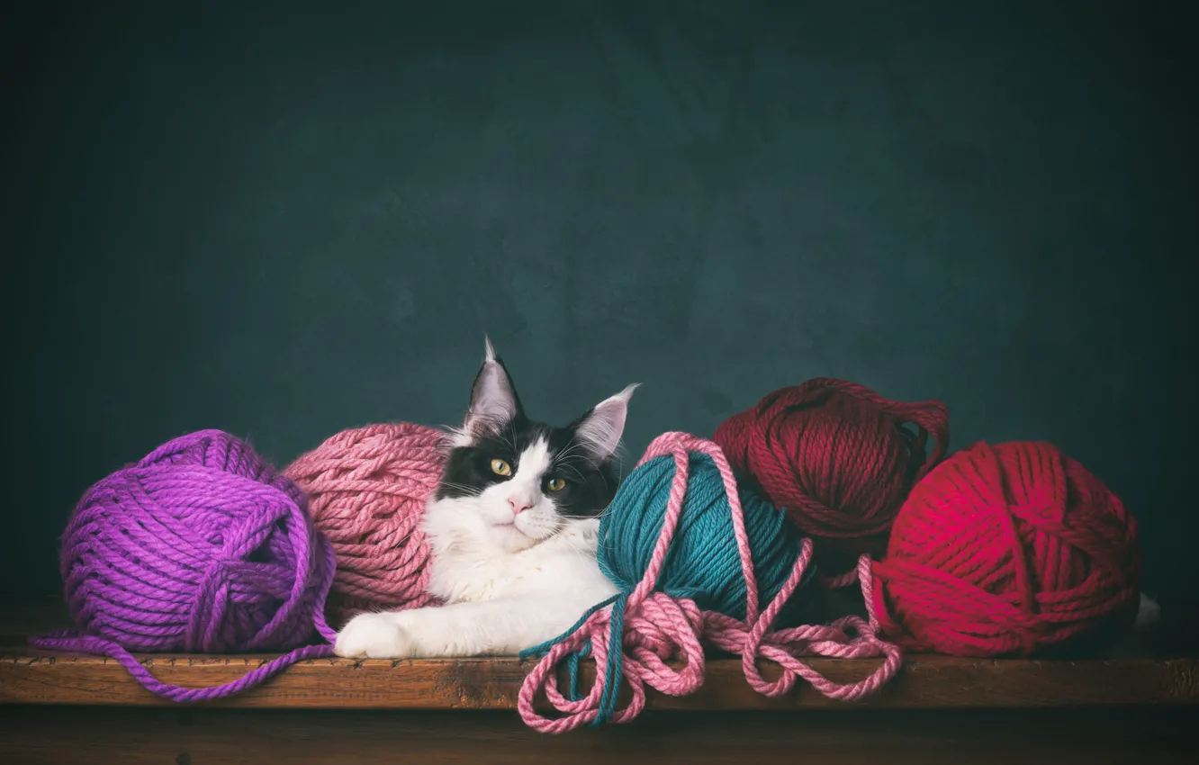 Фото обои кошка, кот, пряжа