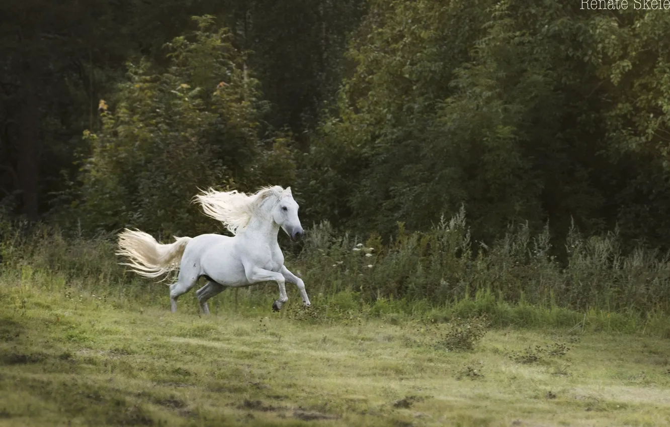 Фото обои лес, белый, движение, конь, лошадь, скорость, жеребец, луг