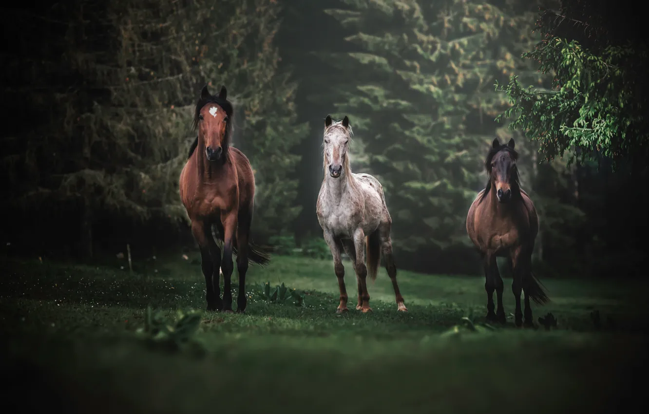 Фото обои лес, поляна, кони, лошади, трио, троица