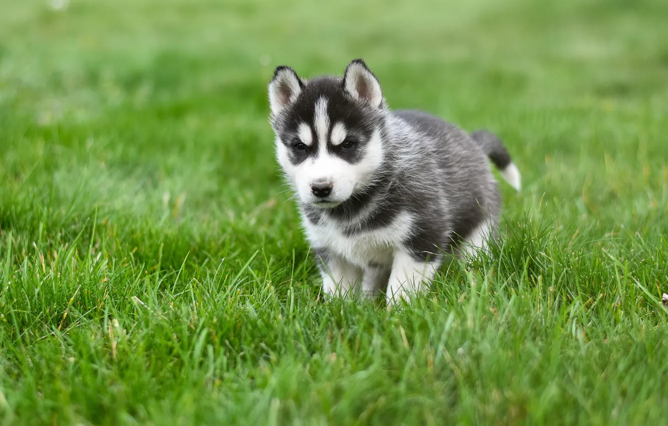 Фото обои зелень, трава, поза, фон, собака, малыш, щенок, прогулка