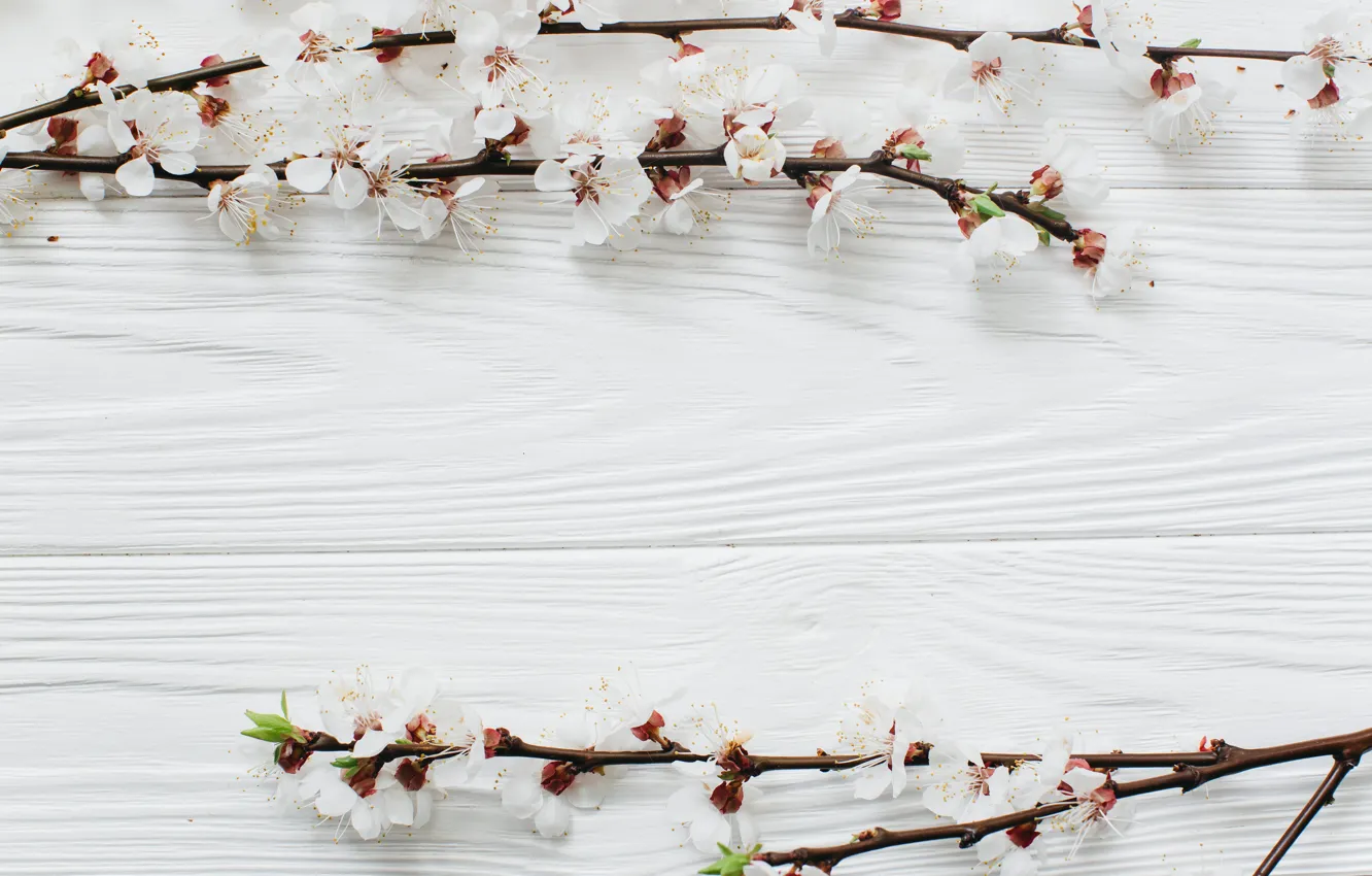 Фото обои цветы, ветки, apple, весна, white, белые, яблоня, wood