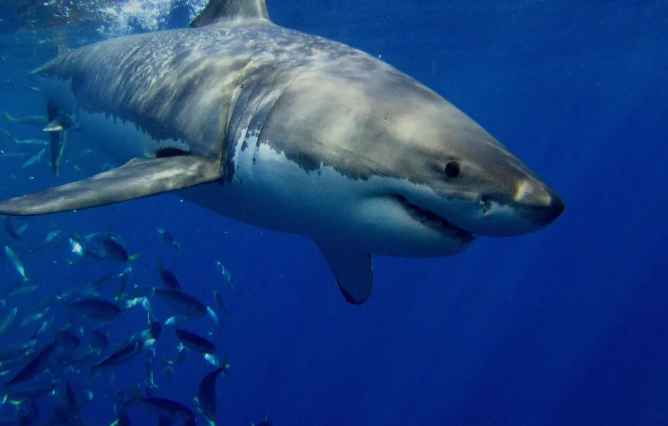 Фото обои underwater, mar, white shark, Tiburon, Animales, animal themes, animal wildlife, Blanco