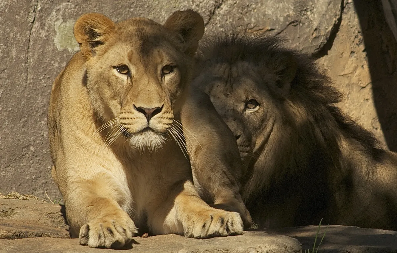 Фото обои фон, львы, зоопарк