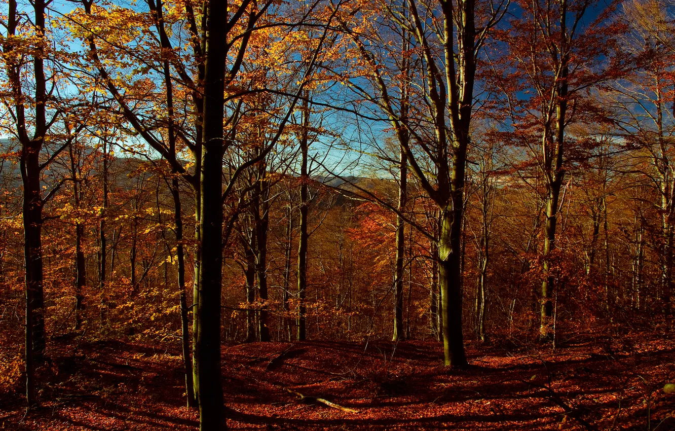 Фото обои осень, небо, листья, деревья, горы