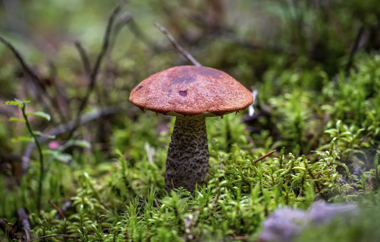 Фото обои осень, лес, гриб, мох, подосиновик, боке