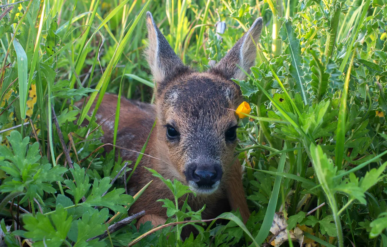 Фото обои трава, малыш, косуля, оленёнок