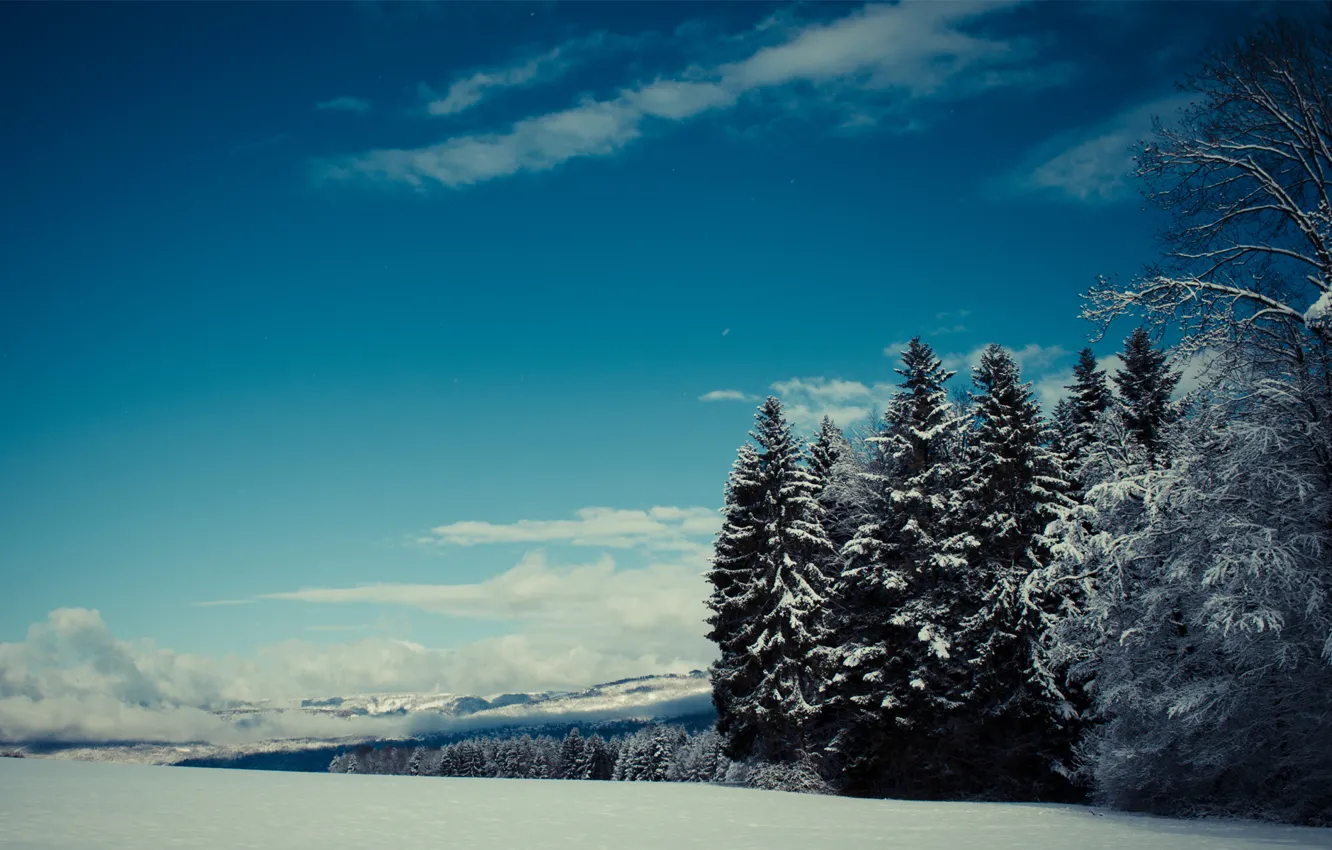 Фото обои зима, лес, облака, снег, ель, хвоя