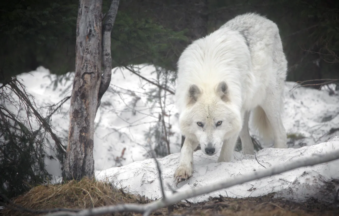 Фото обои снег, волк, хищник, Мелвильский островной волк
