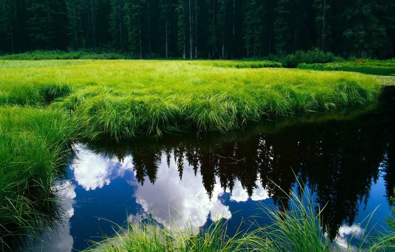 Фото обои лес, озеро, пруд