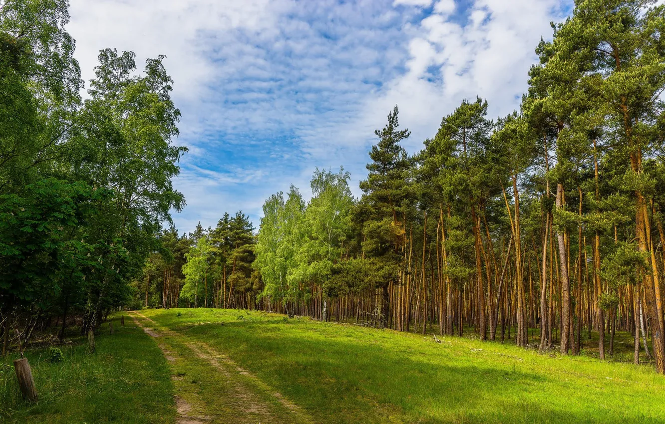 Фото обои дорога, лес, небо, облака, деревья, пейзаж, природа, поляна