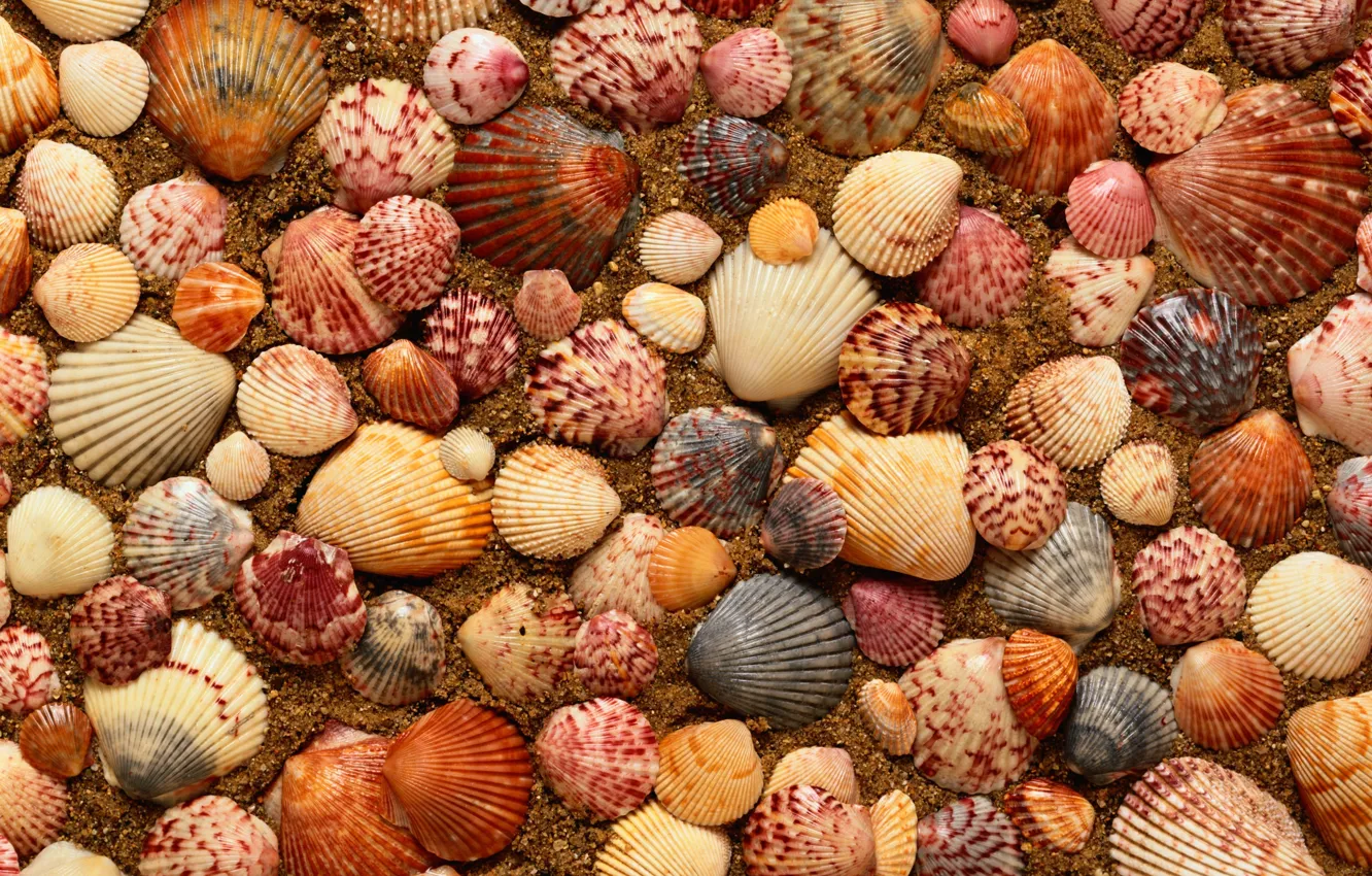 Фото обои песок, ракушки, морские